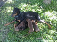 FILHOTES DE DOBERMANN